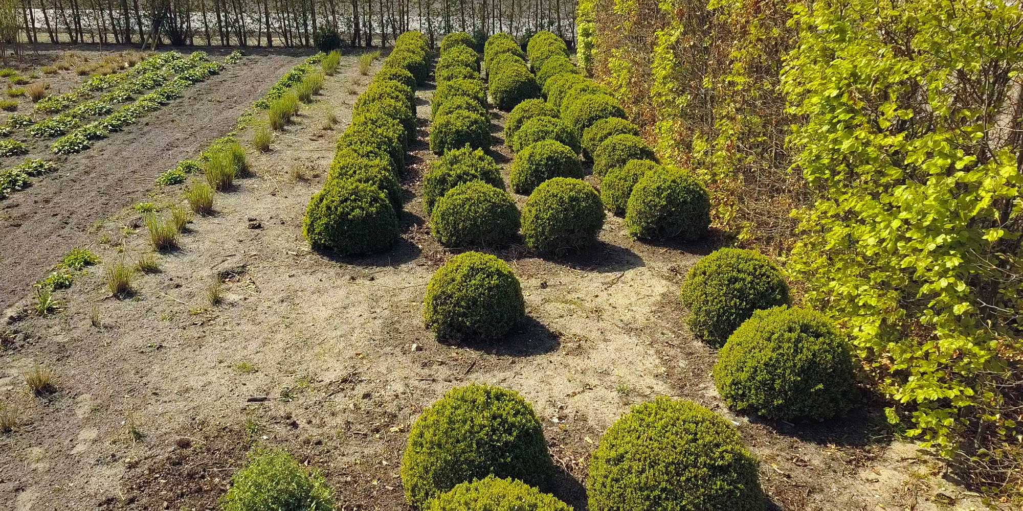 Tot wel 40% goedkoper dan in het tuincentrum!